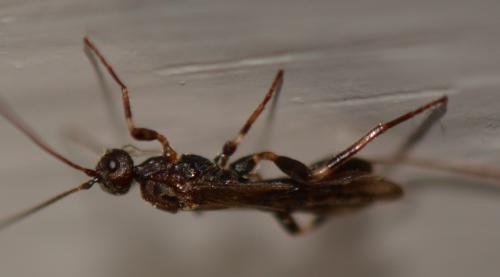 Réf. 297 320 : Wachsmannia spathiiformis